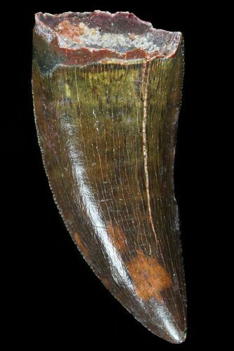 Serrated, Juvenile Carcharodontosaurus Tooth #80699